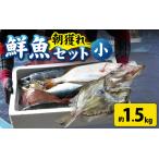 漁師厳選 鮮魚セット 小 3種類以上 約1.5kg