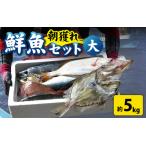 漁師厳選 鮮魚セット 大 5種類以上 約5kg