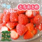 いちご 冷凍 とちおとめ 2kg