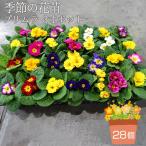 季節の花苗 プリムラ 3寸ポット 28個セット
