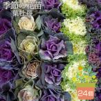 季節の花苗 葉牡丹 ハボタン 24個セット