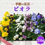 季節の花苗 ビオラ 24個セット 色はミックス