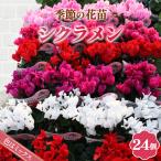 季節の花苗 ガーデンシクラメン 24個セット