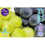 ショッピングふるさと納税 シャインマスカット ふるさと納税 人気のシャインマスカット＆巨峰 2種食べ比べ 約1.0kg 2房【2026年発送】（LKS）B-852 シャインマスカット 巨峰 フルーツ 山梨県甲州市