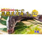 鮮魚 天然スズキ セーゴ1尾約3kg BTAE020鮮魚