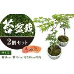 ふるさと納税 144-1095 苔 盆栽 (もみじ) 2個 セット コケ 【2024年11月上旬まで発送予定】 大分県豊後大野市