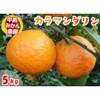春 みかん カラマンダリン 5kg