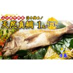 真鯛天然 1尾約2-3kg BTAE021真鯛