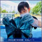 大野山の山麓でリモート藍染体験 布500gコース