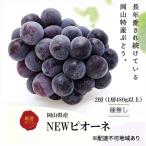 ぶどう 2026年 ニューピオーネ2房 1房480g以上
