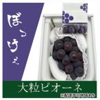 ぶどう 2026年 果物 詰合せ ニュー ピオーネ 1房