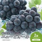 ぶどう 2026年 ニューピオーネ 2房
