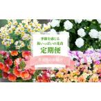 春夏秋冬 季節を感じる箱いっぱいの花苗