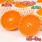温州みかん 小玉 中玉 2kg