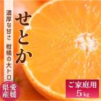 せとか バラ詰め 約5kg