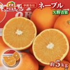 準 ネーブル オレンジ 5kg