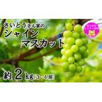 ふるさと納税 【2025年発送分】さいとうさん家のシャインマスカット 3〜4房 (約2kg) 8月下旬以降発送 シャイン マスカット 葡萄 ブドウ ぶ.. 山梨県富士川町