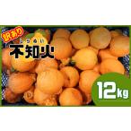 ふるさと納税 熊本県産 不知火 ≪訳あり≫ 12kg | フルーツ 果物 くだもの 柑橘 ミカン みかん オレンジ しらぬい 熊本県 玉名市 熊本県玉名市
