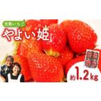 ふるさと納税 【先行予約】 やよい姫 約1.2kg 300g×4パック いちご 完熟 苺 産地 直送 フレッシュ イチゴ 贈答 フルーツ 果物 国産 静岡 発.. 静岡県藤枝市