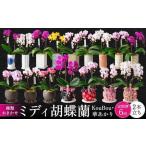 定期便 胡蝶蘭 ミディ 2本立ち×6回 ミディ胡蝶蘭〈KouBou