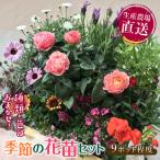 生産農場直送 季節の花苗セット 9ポット程度