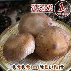 もちもち菌床生しいたけ おまかせジャンボBOX 1kg