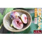 いちじく 訳あり 冷凍 イチジク 約1.5kg