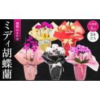 定期便 胡蝶蘭 ミディ 3本立ち×4回 ミディ胡蝶蘭