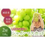 ふるさと納税 特別栽培 減農薬 シャインマスカット1kg 山梨シャインマスカット 山梨県甲斐市
