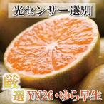 〉ゆら早生 プレミアム有田みかん 7.5kg+250g