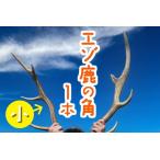 エゾ鹿の角 小1本 40cm~50cm前後