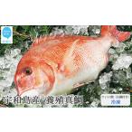 産養殖真鯛フィレ2枚 お頭付き 冷凍 お刺身で