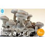しいたけ栽培キット にょきっと 4個セット