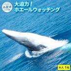 体験チケット ホエールウォッチング 7000円分利用券