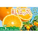 あふれる果汁 希少な紅はっさく 秀品 5kg