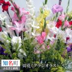 切花 グラジオラス 12月 から 4月 頃 C005-006