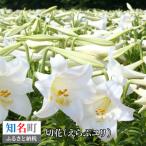 切花 えらぶ ユリ 12月 から 翌年 4月 頃 C005-007