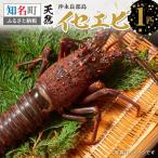 沖永良部島の天然 イセエビ 1匹