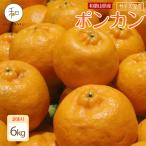 訳あり 森本農園の手選別 ポンカン 6kg