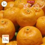 森本農園の手選別 ポンカン 1.5kg