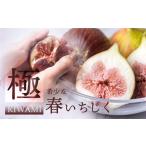 ふるさと納税 先行予約 春の希少な いちじく 極 9-12玉 完熟 大玉 ( 4月 / 5月 ) フルーツ 【専用箱】入手困難 果物 愛知県田原市