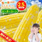 ★2027年 ★朝採りトウモロコシ 約2.5kg