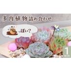 461 多肉植物たにこ焼き ななしさん 1セット