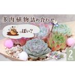 462 多肉植物たにこ焼き ななしさん 2セット