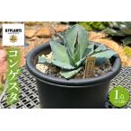 fu.... налог темно синий Guess ta(KCP-6) Ibaraki префектура олень . город 