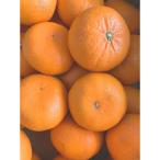 麗紅柑 れいこう 青秀品 2S~3Lサイズ 3kg