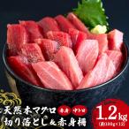 旬の天然本マグロ をお届け 天然本マグロ切り落とし&赤身柵…