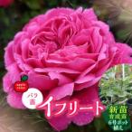fu.... налог [Apple Roses] роза рассада [i свободный to] новый рассада выращивание рассада 6 номер pot ..HNNH041 Saitama префектура . талант город 