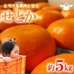 せとか 約5kg