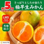 みかん 極早生 箱込 5kg